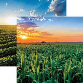 Reminisce - In The Field - Corn Paper